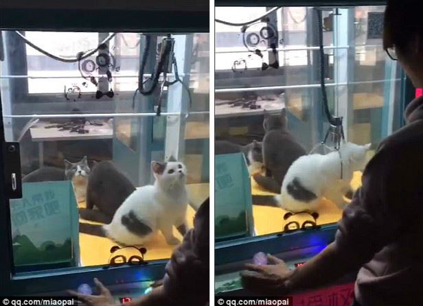 中國驚見「活貓夾娃娃機」！男子拍影片「實測夾貓」網絡瘋傳。第4秒讓人憤怒！